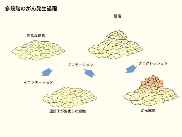 黒ニンニクは癌 ガン 予防に効果がある 科学的な研究をもとに徹底検証 タイ バンコクの黒ニンニク専門店 Daily Garlic デイリーガーリック