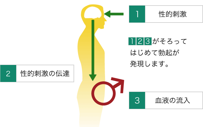 黒ニンニクはed 勃起不全 の改善に効果がある 性欲の減退 中折れに悩む人が知っておくべきこと タイ バンコクの黒ニンニク専門店 Daily Garlic デイリーガーリック